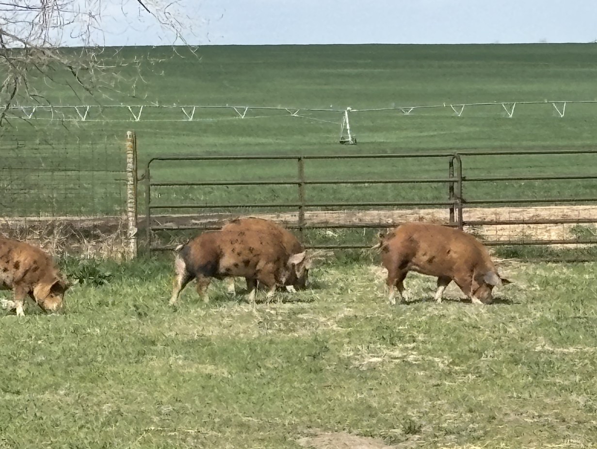Hogs grazing along the fence line at Summerland Pork, with an irrigated field beyond