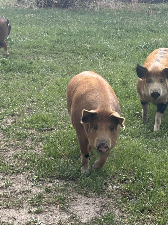 Two hogs walking through green pasture at Summerland Pork