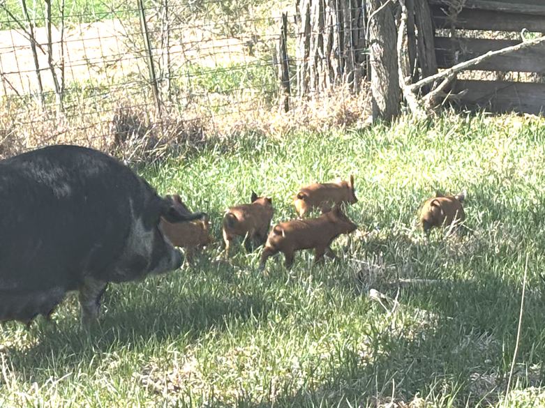 Piglets following their mother through the grass at Summerland Pork
