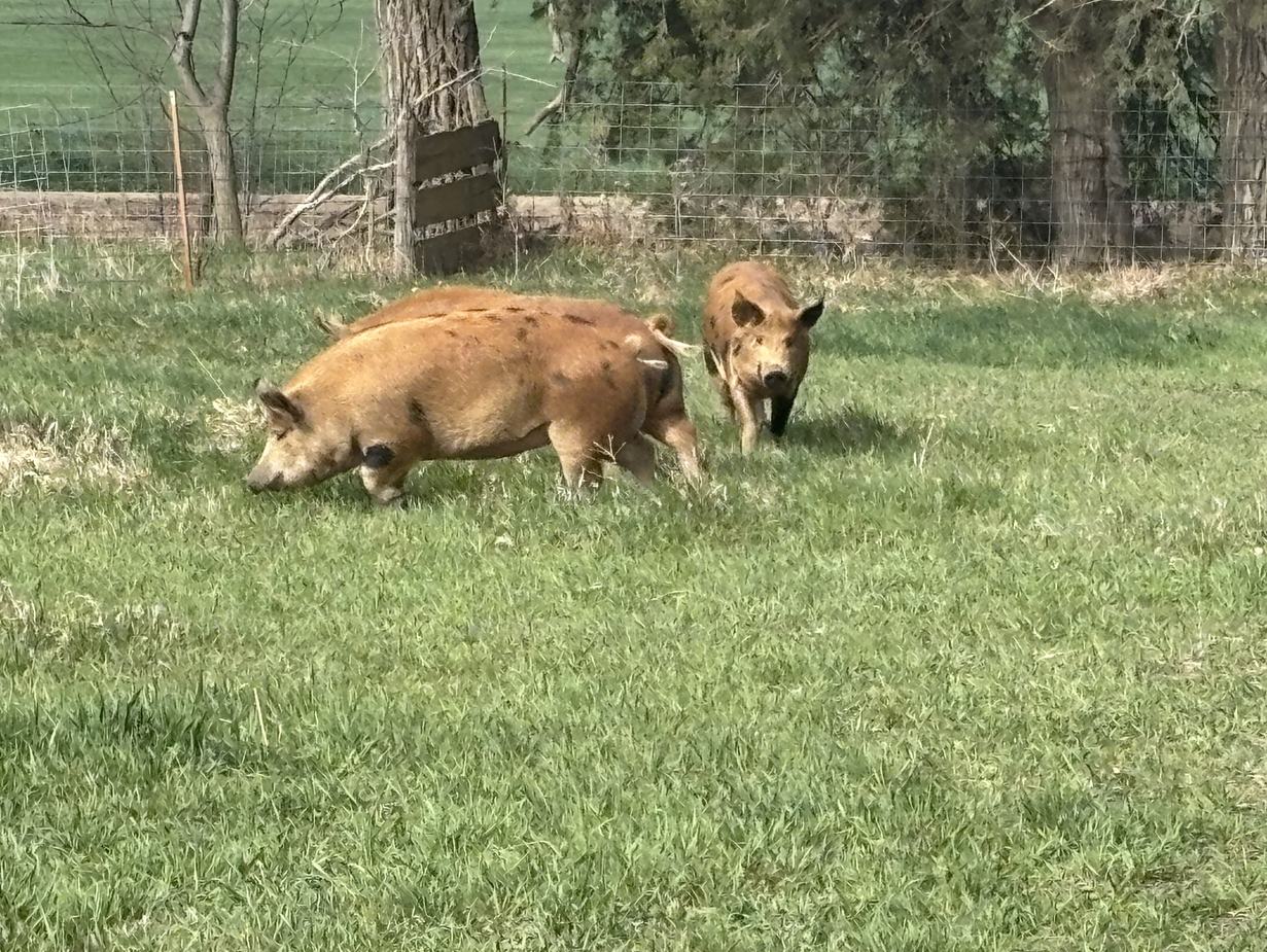 A sow foraging in grass pasture at Summerland Pork
