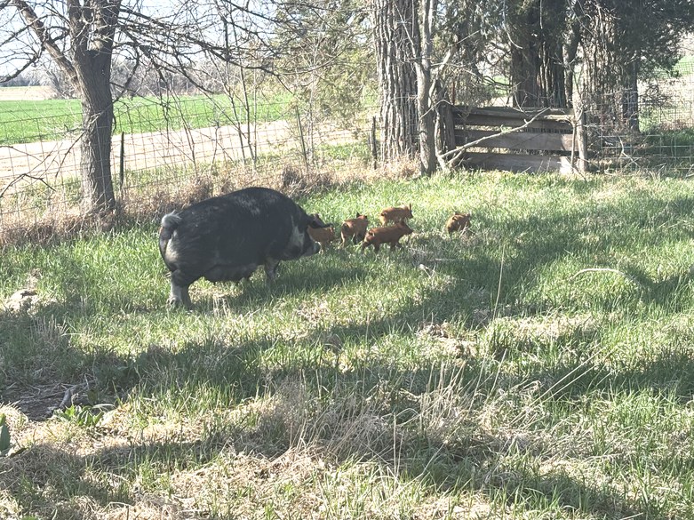 A sow and her litter of piglets out in the pasture at Summerland Pork